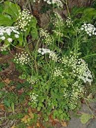 Image result for Pimpinella acutidentata