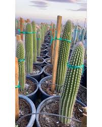 On the street of dillon road and street number is 66085. Thrixanthocereus Blossfeldiorum C V Cactus Nursery Facebook