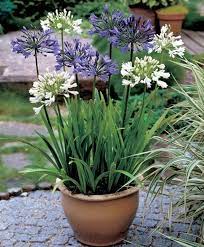 20 Agapanthus Blue Lily Of The Nile Perennial Evergreen Low Maintenance Flower Seeds Plants Container Gardening Garden Shrubs