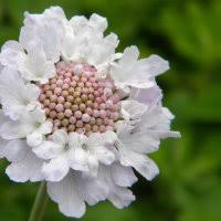 Image result for Stipularia africana