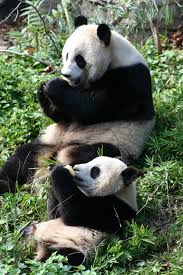 Add to favorites cute panda clipart set with watercolor illustration trendysensestudio 5 out of 5 stars (27) sale price $7.20. Agreed Baby Pandas Are Cute But Why The Two Way Npr