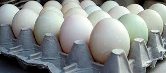 Abang teloq grade a telur harga. Update Harga Telur Bebek Per Butir Dan 1 Kg Di Pasaran Daftar Harga Tarif