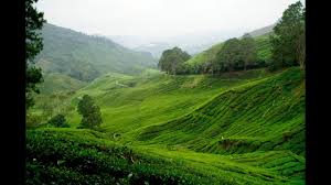 Things to do near cameron highlands discover the history. Cameron Highlands Tanah Rata Youtube