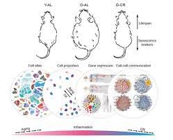 The human proteome organization and belgian #proteomics association webinar by @drlindskog on 6 may 2021: Proteine Atlas Rat Cell Atlas Lck The Human Protein Atlas Ras Pathway Related Proteins Ribosomal Proteins Rna Polymerase Related Proteins Transcription Factors The Human Protein Atlas Blog Welcome To The Blog