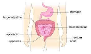 The lower left part of your. Lower Back Pain May Be Caused By Bowel Problems Dorsoo