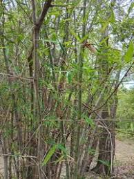 Image result for Oxytenanthera abyssinica