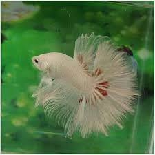 White Red Ohm Male Betta Animals Beautiful Betta Fish