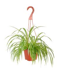 Image result for Chlorophytum comosum