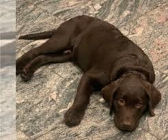 These energetic labradoodle puppies are a cross between the standard poodle & the labrador retriever. View Ad Labrador Retriever Litter Of Puppies For Sale Near California Escondido Usa Adn 176260