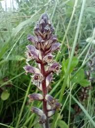 Image result for Orobanche minor