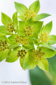 Image result for Bupleurum rotundifolium