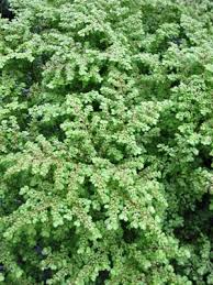 Image result for Pilea microphylla