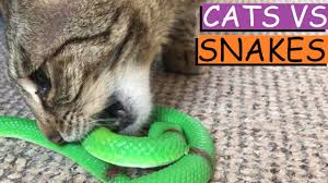 Cat meat is meat prepared from domestic cats for human consumption. Cats Vs Snakes Our Crazy Cats React To Snakes Youtube
