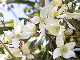 Check spelling or type a new query. Clematis Armandii Bbc Gardeners World Magazine