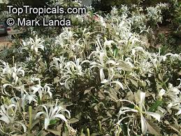 Image result for Turraea obtusifolia