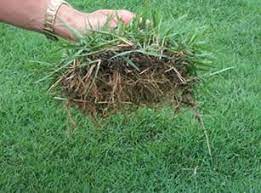 Malayalam belongs to the dravidian language family, and is mostly spoken in southern india in the states of kerala and lakshadweep. Horticulture Landscaping Lawn And Lawn Making