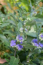 Image result for Caryopteris odorata