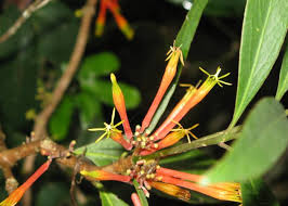 Image result for Loranthaceae