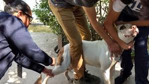 Image result for Rabies