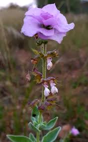 Image result for Syncolostemon elliottii