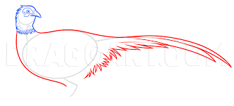 How To Draw A Pheasant Step By Step Drawing Guide By Dawn Dragoart Com We take a color pencil. how to draw a pheasant step by step