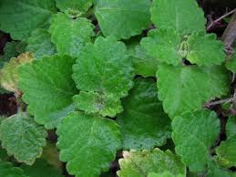 Image result for Plectranthus guruensis
