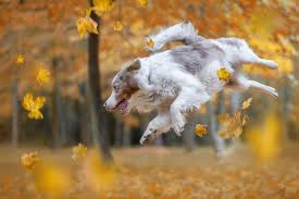 Also called as australian/aussie red, gold, yellow, liver, or tan, this shade isn't that popular. Rare Border Collie Colors Patterns Merle Slate Sable More