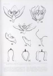Image result for Aspidoglossum biflorum
