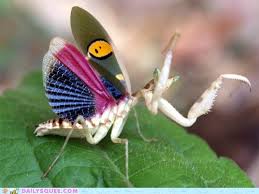 Carnivorous and camouflaged, the praying mantis gets its name for the way their front legs are bent in a praying motion. I Can Has Cheezburger Mantis Funny Animals Online Cheezburger