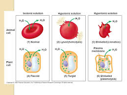 Osmosis in animal cells vs plant cells. 1 4 Br Osmosis Review If A Selectively Permeable Membrane Separates A Hypertonic Solution From A Hypotonic Solution In Which Direction Will Water Ppt Download