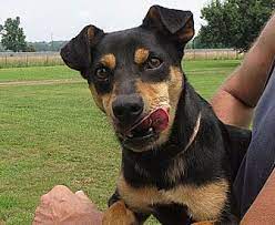 Sarl rescues over 800 cats, dogs, and small animals each year. Adopt A Pet Petsmart Charities