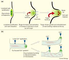 More images for plant root hair cell diagram » Cell Growth How To Grow And Where To Grow Sciencedirect