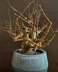 Image result for Commiphora viminea