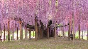 Armengol tocado | last updated: New Life For An Old Wisteria Youtube