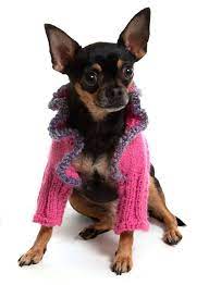 Pin On Animals