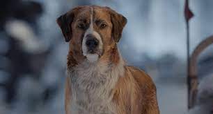 2020 , drama, adventure, family. The Call Of The Wild 2020 Movie Photos And Stills Fandango