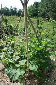 Pumpkin Teepee Pumpkin Garden Pumpkin Trellis Growing Pumpkins