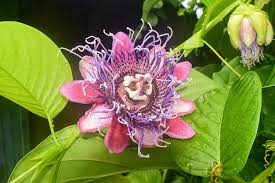 Image result for Passiflora quadrangularis