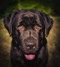 How long do labradors live on average? How Long Do Labs Live The Ins And Outs Of Labrador Health And Lifespan Your Dog Advisor