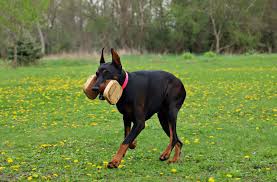 Doberman InformaÈ›ii Caracteristici Culori Marime Greutate Pui