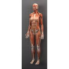 Girls full body picture anatomy. Zygote Complete 3d Female Anatomy Model Medically Accurate Human