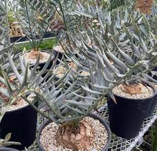 Image result for Encephalartos