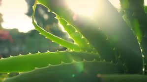 Check spelling or type a new query. Aloe Vera Plant Growing In Stock Footage Video 100 Royalty Free 34745740 Shutterstock