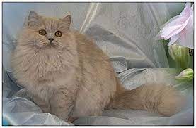Early chinchilla (self silver) and shaded silver cats were derived from silver tabbies and were less well differentiated than their modern counterparts. British Longhair Cat Lilac Cream Cats Cattery Dog Cat
