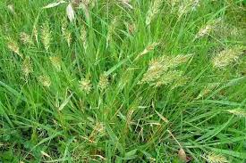 Image result for Anthoxanthum nivale