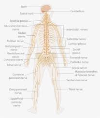 These systems have specific functions, and can be affected by a variety of diseases. Nervous System Diagram Unlabeled Free Transparent Clipart Clipartkey