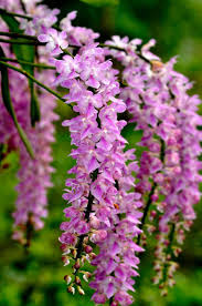 Grasshopper caught in venus fly trap by airstock. War Of The Orchids How A Few Assamese Are Battling To Save A Flower Through Social Media And Paper Documents North East India News The Indian Express