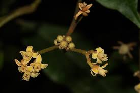 Image result for Lepidotrichilia volkensii