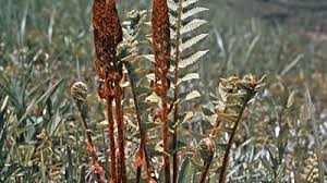 Image result for Todea