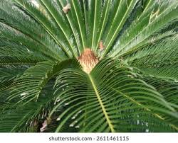 Image result for Cycadaceae